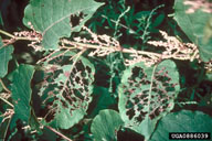 leaf-feeding-beetle-spraying