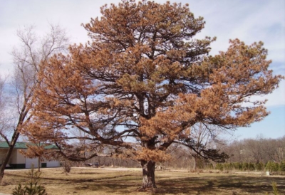 pine wilt disease