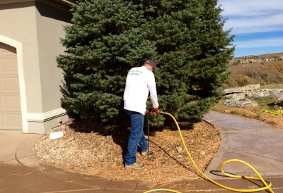 tree fertilization