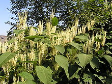 giant knotweed noxious weed control