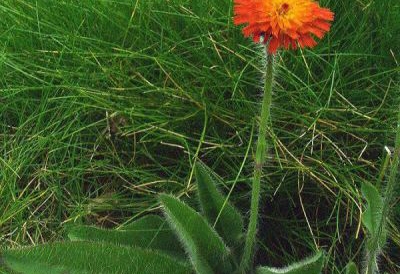 orange hawkweed control