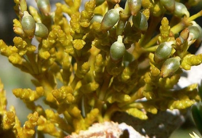 dwarf mistletoe