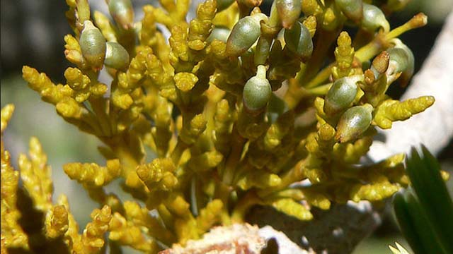 Mistletoe on pine trees