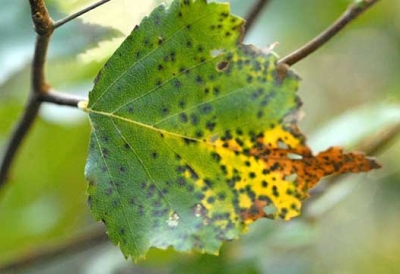 aspen leaf spot management