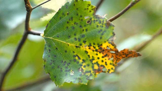 Aspen Tree Fungus