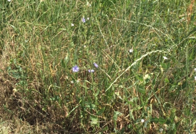 Chicory noxious weed control
