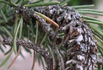 cooley spruce galls management