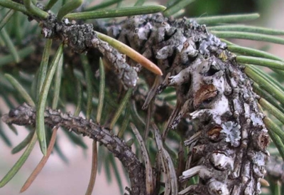 Cooley Spruce Gall