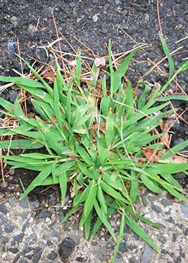 Crabgrass