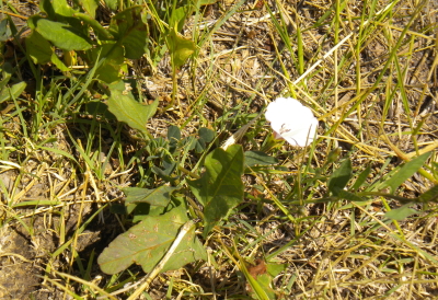 Field bindweed control