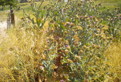 Colorado noxious weed list B