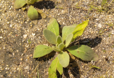 weed control timing