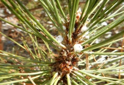 giant conifer aphids