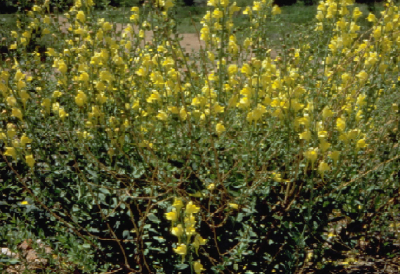 Dalmatian toadflax facts