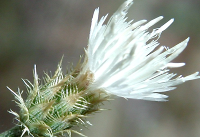 noxious diffuse knapweed