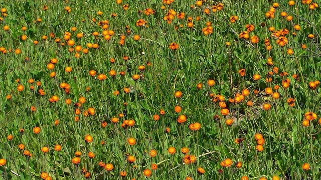 weed control