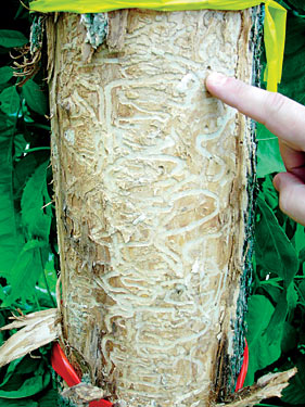 Emerald Ash Borer Control