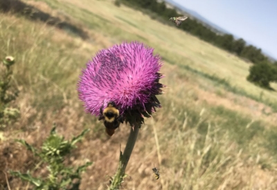 noxious weeds impact