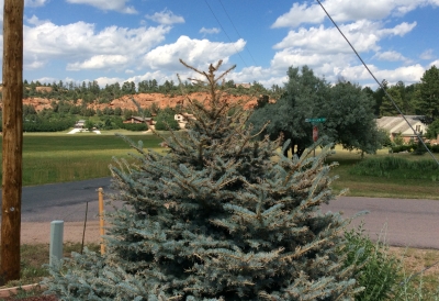 tussock moth control