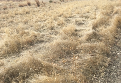 cheatgrass identification