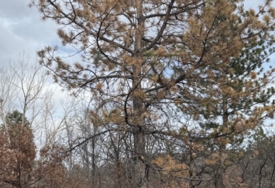 douglas-county-pine-beetle-treatment