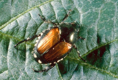 Japanese beetles description