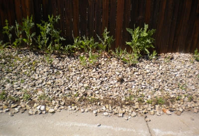 bare ground weed control