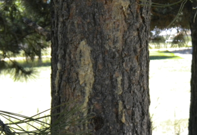 mountain pine beetle attack