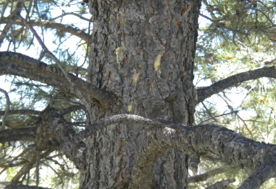 ips beetle infestation