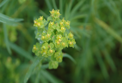 Leafy spurge