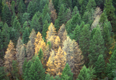 douglas fir beetle management