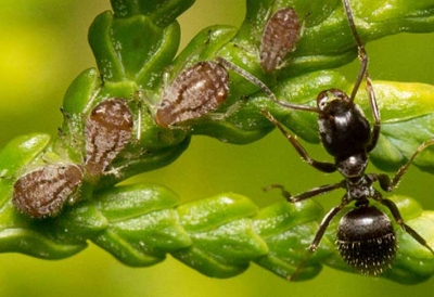 Ant and aphids