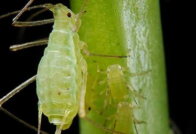 ash leaf curl aphids