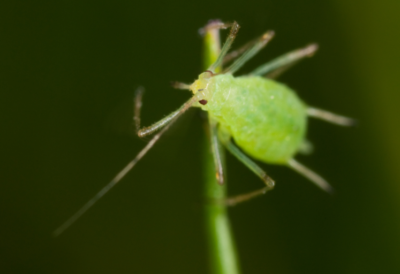aphids-colorado-identification-damage-control