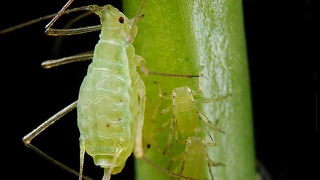 aphid control