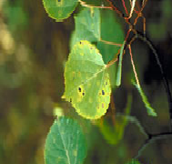 aspen leaf spots