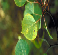 Marssonina Blight