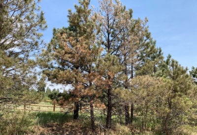 bark-beetles-colorado-drought