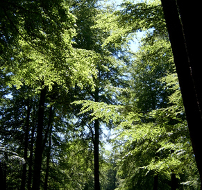 city trees