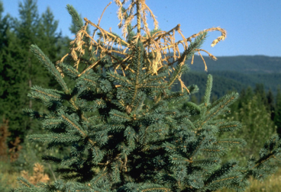 Blue spruce