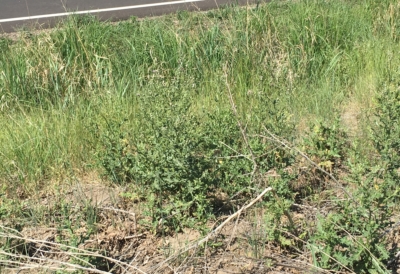 control of Canada thistle