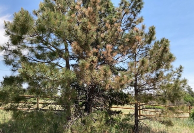 castle-rock-tree-deep-root-watering