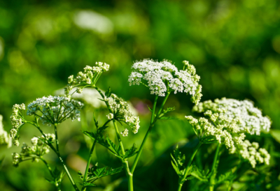 castle-rock-weed-control