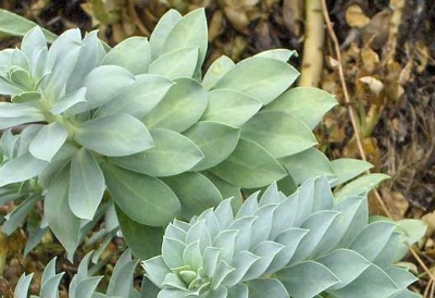 noxious weed myrtle spurge