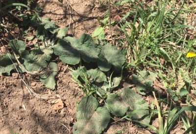 common burdock weed control