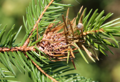 cooley-spruce-gall-adelgid-control-identification