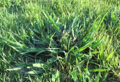 crabgrass control