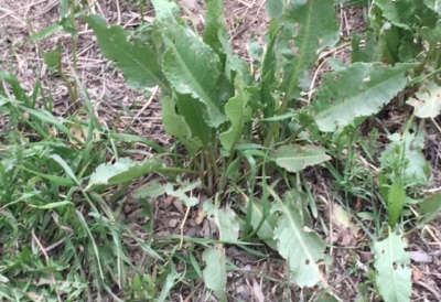 curly dock weed control