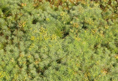 Cypress spurge weed control