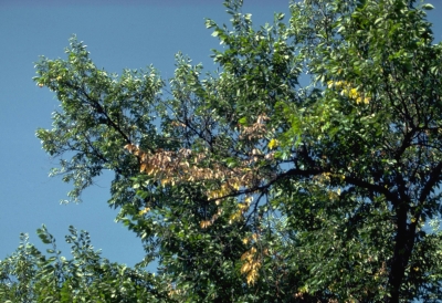 dutch elm disease